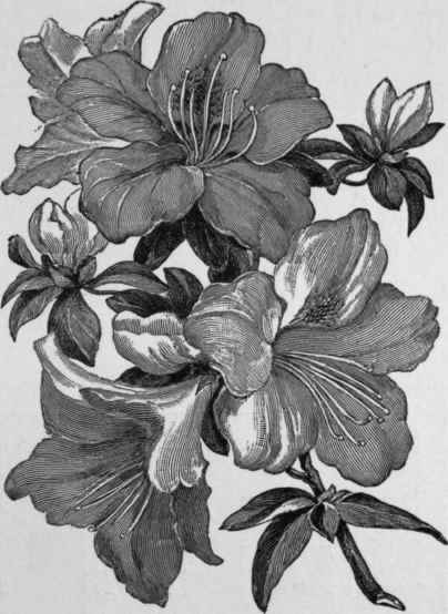 Azalea indica, single.