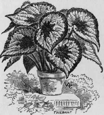 Begonia Rex.