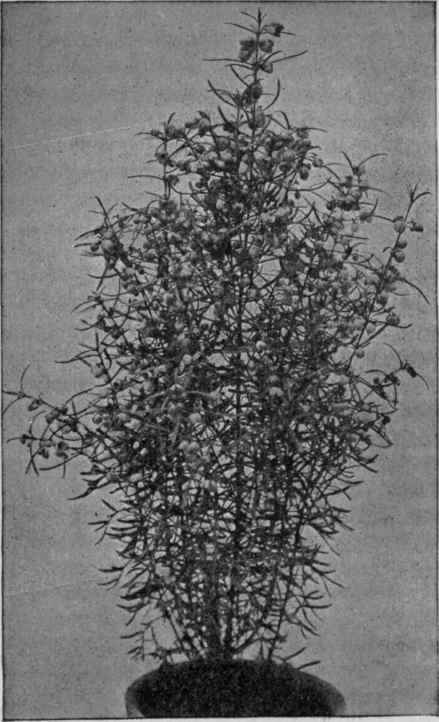 Boronia heterophylla.