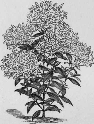 Bouvardia jasminifiora.