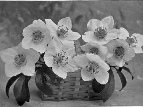 CLUMP OF CHRISTMAS ROSES FORCED INTO EARLY BLOOM.