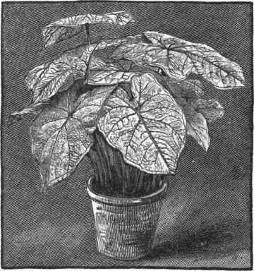 Caladium.