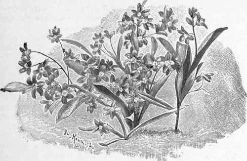 Chionodoxa sardensis.