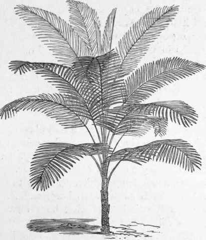 Cocos Weddelliana.