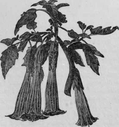 Datura saugumea.