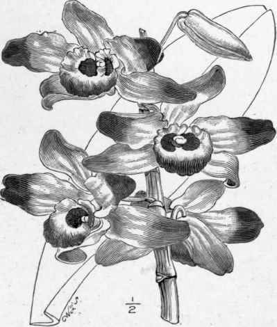 Dendrobium Wardianum.