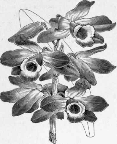 Dendrobium nobile.