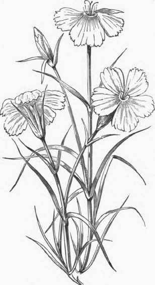 Dianthus neglectus.