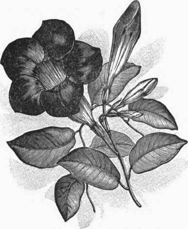 Dipladenia atropurpurea.