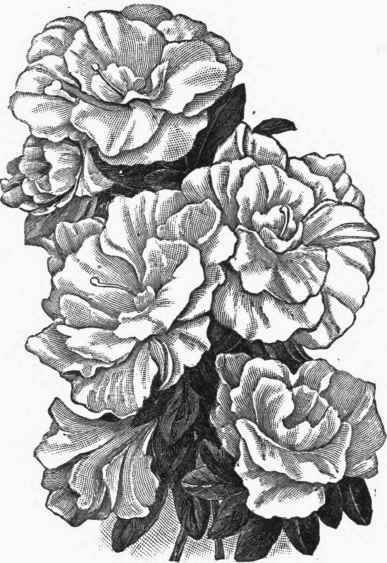 Double Azalea (Deutsche Perle).