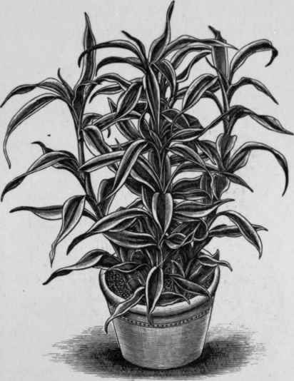 Dracaena Sanderiana.