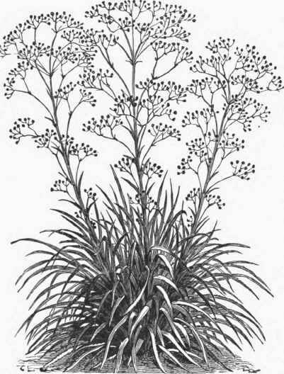 Eryngium pandanifolium.