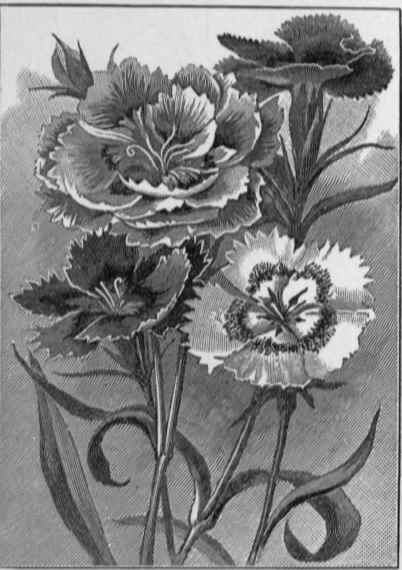 Fig   193.   Dianthus chinensis.