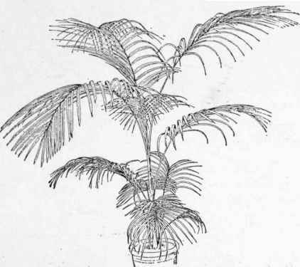 Fig. 292.  Kentia Sanderiana.