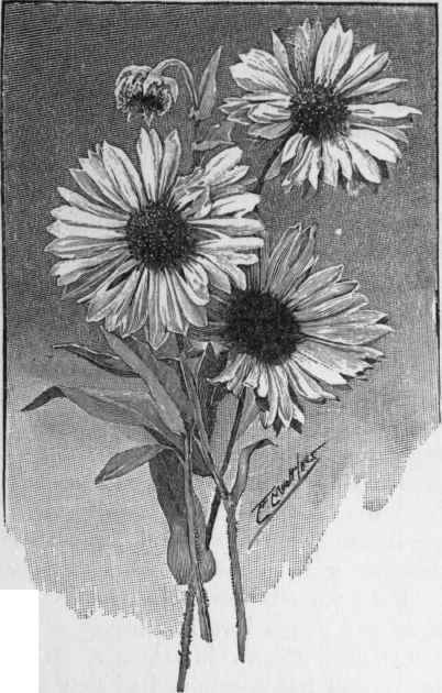 Gaillardias