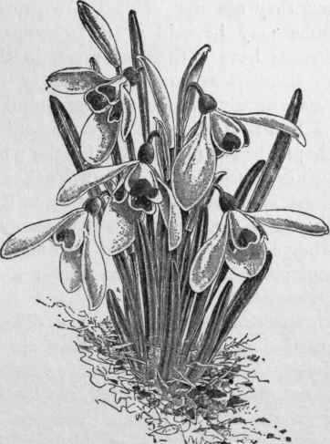 Galanthus cilicicus.