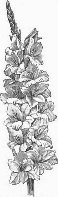 Gladiolus Gandavensis.