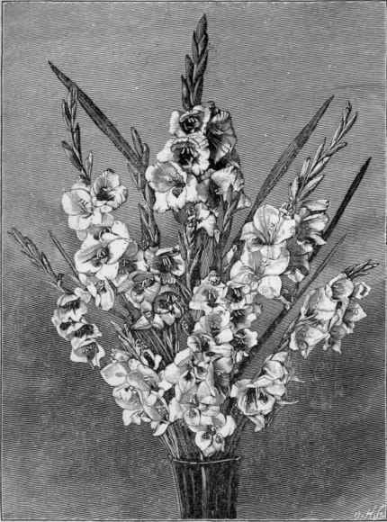 Gladiolus Lemoinei.