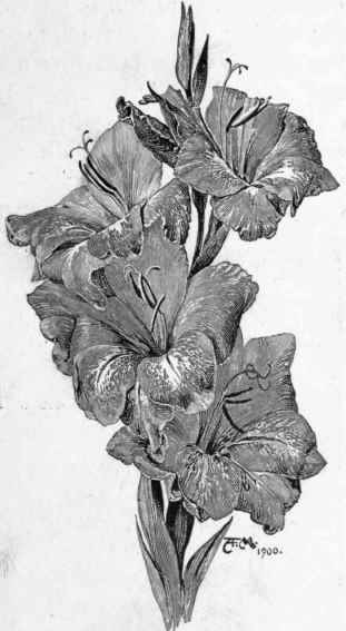 Gladiolus nanceianus.