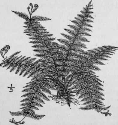Gymnogramme schizophylla.