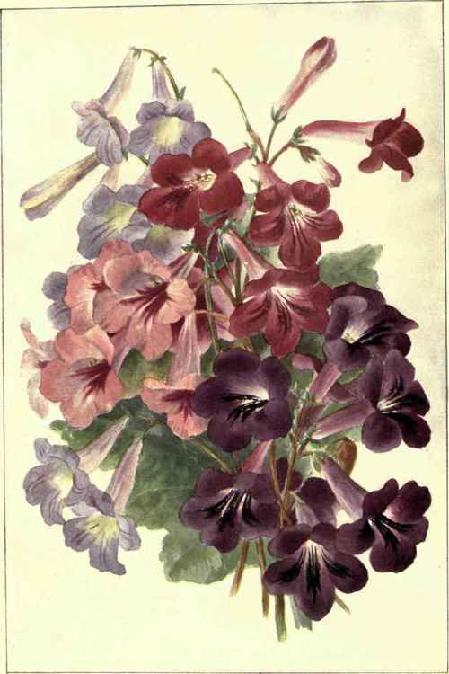 HYBRID STREPTOCARPUS.