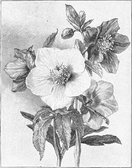 Helleborus niger.