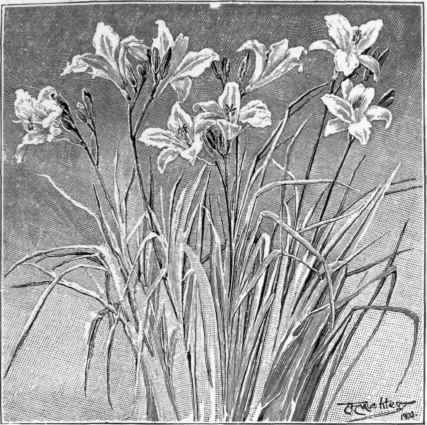 Hemerocallis Dumortieri.