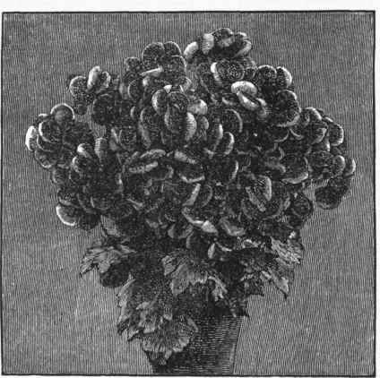 Herbaceous Calceolaria.