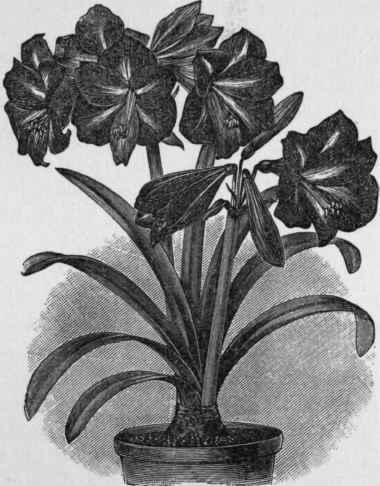 Hippeastrum (Amaryllis).
