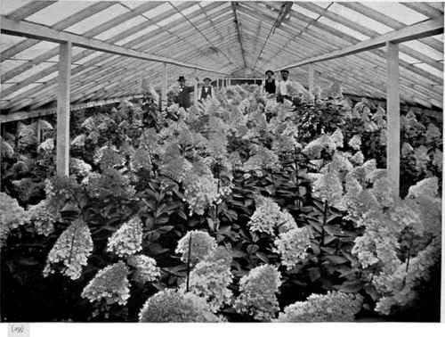 Hydrangea Paniculata Grandiflora In Bloom.