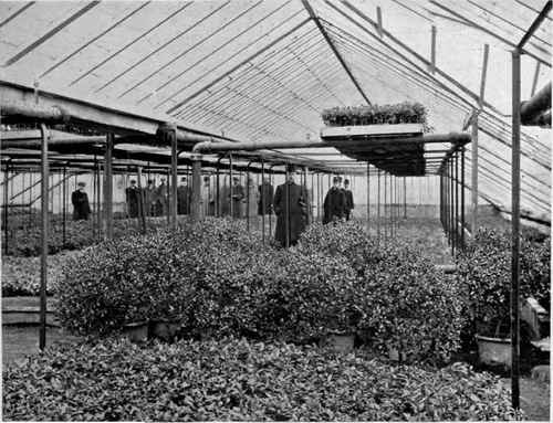 INDIAN AZALEAS AND MYRTLES UNDER GLASS.