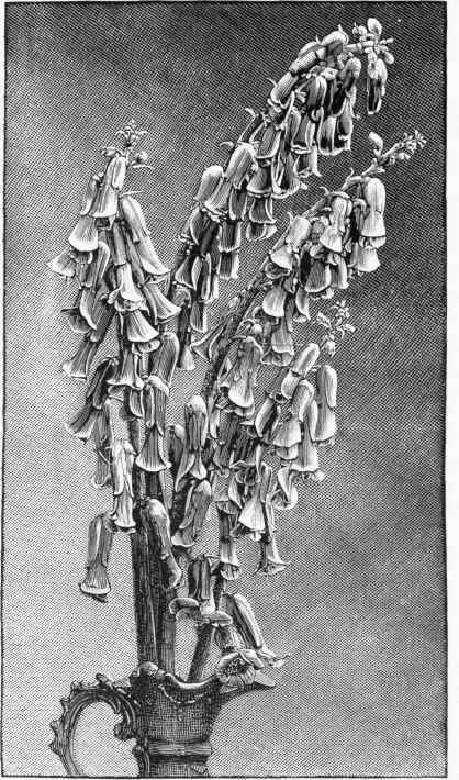 Lachenalia Nelsoni.