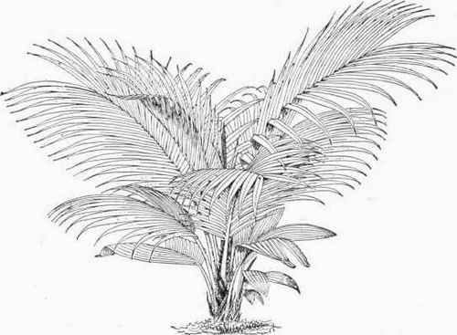 Linospadix Petrickiana.