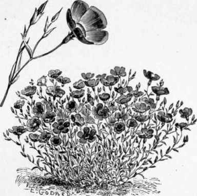 Linum grandiflorum.