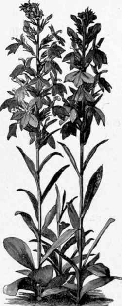 Lobelia fulgens.