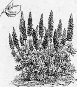 Lupinus polyphyllus.