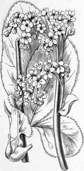 Megasea (Saxifraga) Stracheyi.