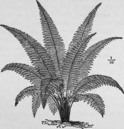 Nephrolepsis davallioides furcans.