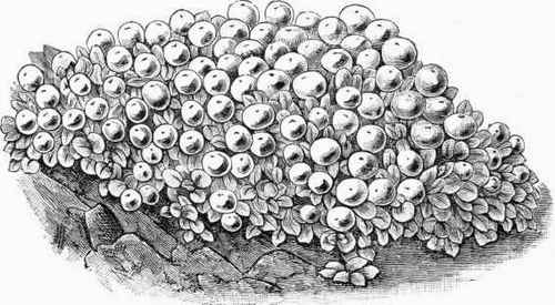 Nertera depressa.