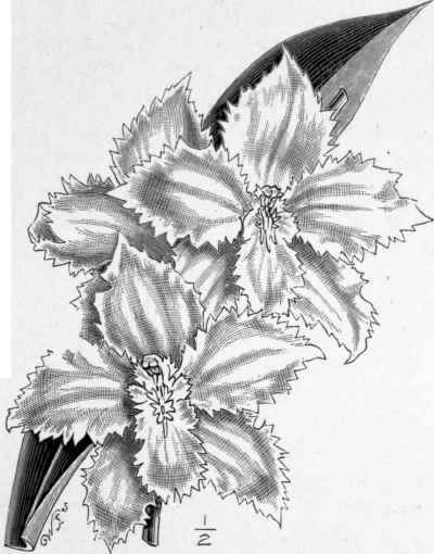 Odontoglossum crispum (white form).