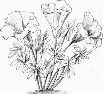 Oxalis enneaphylla.