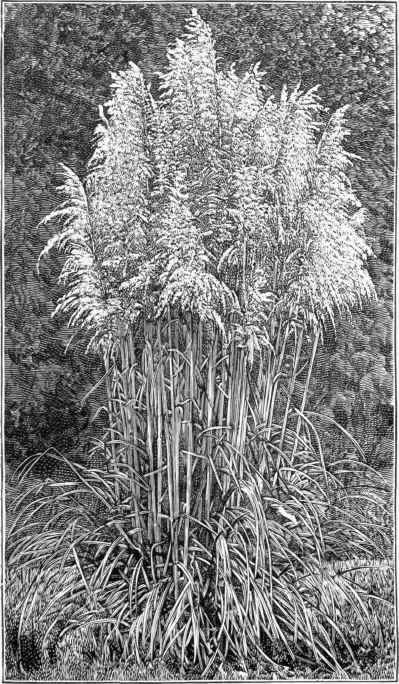 Pampas Grass. Gynerium (Cortadeira) Argenteum