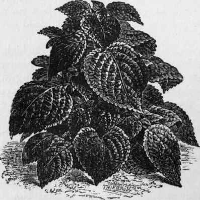Perilla nankinensis.