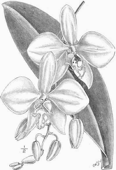 Phaloenopsis amabilis.