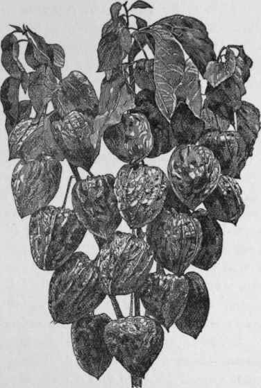 Physalis Franchetti.