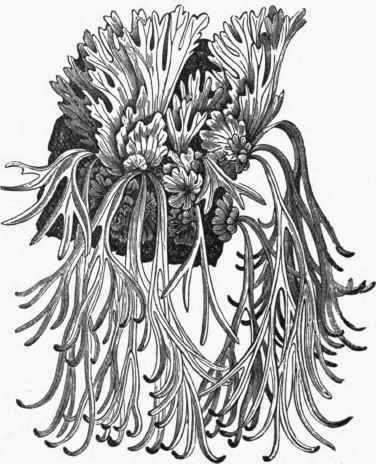 Platycerium Willineki.