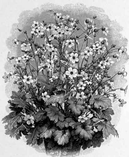 Primula sinensis.