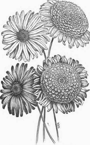 Pyrethrums, single and double.