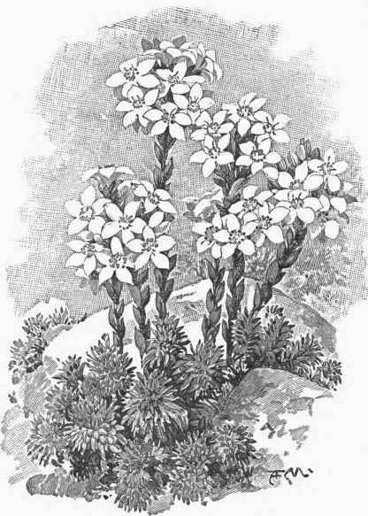 Saxifraga apiculata,.
