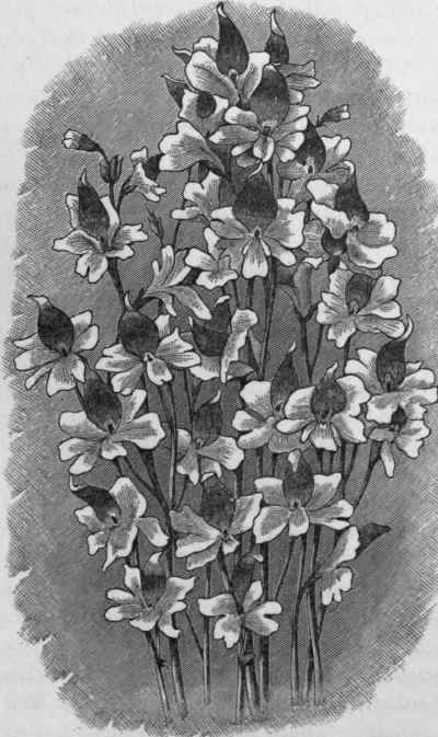 Schizanthus retusus.